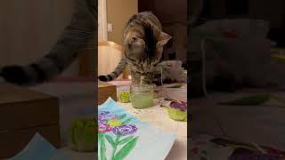 Cat wants to paint #cat #shorts #funny