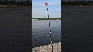 #рыбалка #2025 #клюет #трофейнаярыбалка #рыба #треш #fishing #fish #