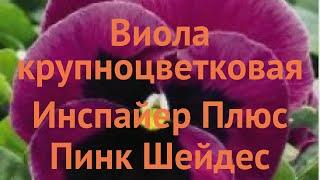 Виола крупноцветковая Пинк Шейдес  виола Пинк Шейдес обзор: как сажать семена виолы Пинк Шейдес