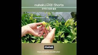 초롱꽃 이야기 3의 1