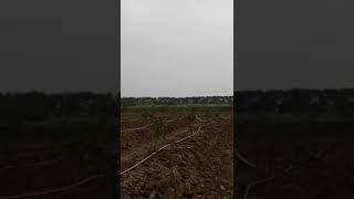 Trồng 1000 cây bưởi Diễn chuẩn tại Đất Phú Diễn cho khách HÀNG quen BẮC KAN 0962392038