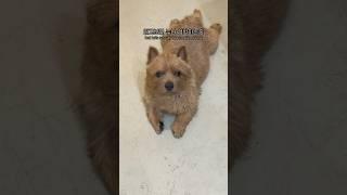 깜찍한 협박 강아디 #마태오 #반려견 #반려견일상 #강아지 #강아지브이로그 #doglife