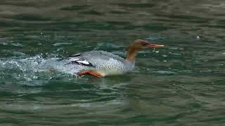 中華秋沙鴨 Scaly-sided Merganser - 20230204