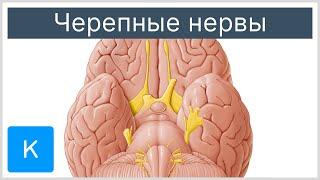 Черепные нервы - Анатомия человека | Kenhub