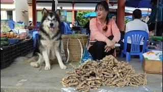 Today I have newly hatched chicks, harvest ginger to sell and water vegetables. Vietnamese girl