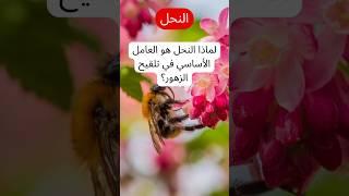 لماذا النحل هو العامل الأساسي في تلقيح الزهور؟ | أسرار التلقيح | حقائق علمية مذهلة عن النحل والنبات