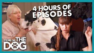 4 Hours of the Best Full Episodes | It's Me Or The Dog