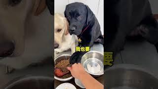Wait… just TWO kibbles for me? #funnydog #funnydogs #dogdrama #cutedog #cutedogs #youtubeshorts