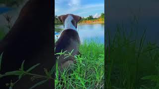 Dog Lonely#shortvideo #puppy #entertainingpets #funnypets #dog #cat #entertainment #petvideos