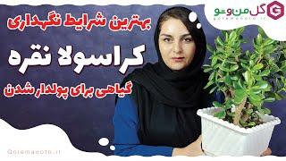 شرایط نگهداری کراسولا نقره در خانه | CRASSULA ARGENTEA