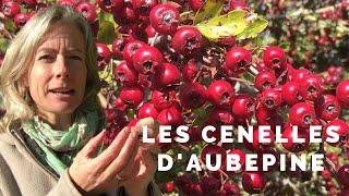 Les fruits d'aubépine comestibles