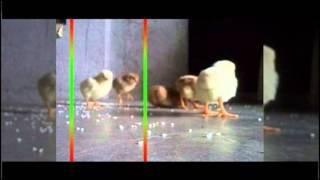 Funny Chicks by Konda Dinesh