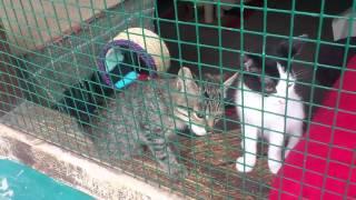 Babykatzen im Tierheim Piestany (SK)