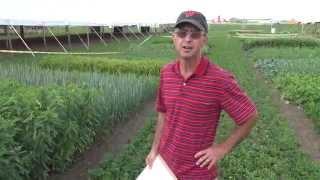 Cover Crops: 16 demonstration plots and their seed mixes