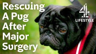 Can This Pug Find A Home After Having Major Surgery? | The Dog House