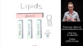 What are Lipids?