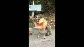 Japanese Monkey Cleans Deer!