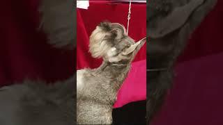 Цвергшнауцер. Пару слово породе miniature schnauzer