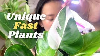 5 Fastest Growing Unique Houseplants (A Mix Of Common & Rare Plants In My Collection)