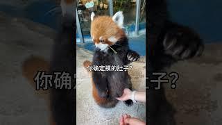 小熊猫：这会不会有点太暧昧了 #小熊猫 #动物 #萌宠