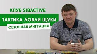 Тактика ловли: сезонная миграция щуки | Клуб SibActive с Григорием Безменовым