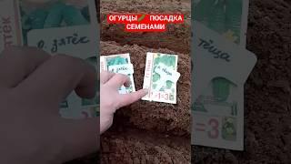 Посадка огурцов семенами в открытый грунт Лучшие сорта огурцов посадка в открытый грунт