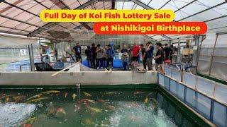 Full Day of KOI FISH Lottery Sale at the Birthplace of Nishikigoi