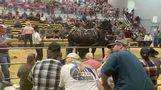 Waverly (Iowa) Draft Horse Sale