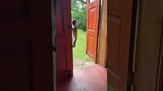 MONKEY AT THE DOOR of the eating area at our accommodation in Uganda  #shorts