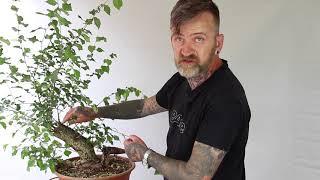 How To Carve Bonsai Deadwood by Harry Harrington