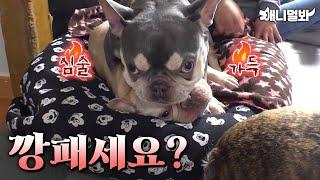 주인을 기절하게 만든 불독 금쪽이 ㅣThe bulldog that made its owner faint