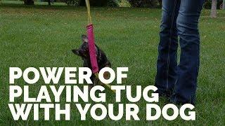 The Power of Playing Tug with Your Dog