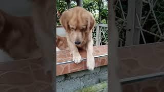 #Makulitnasecurity namin #shortvideo #dogs
