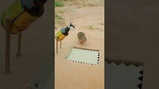 Simple Making Unique Quail Trap Technique #shortvideo #shorts