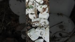Ant on a marshmallow