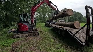 Salvaging A Dead Tree Into Useful Trailer Decking And Maintenance