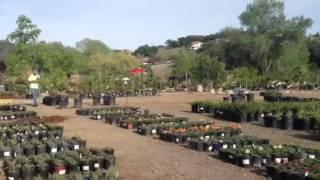 Green Valley Nursery & Landscape growing area