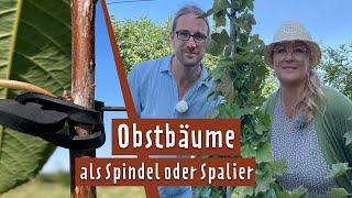 Schneller Ertrag: Obstbäume als Spindel oder im Spalier anbauen | MDR Garten