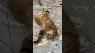 ‍️нет #shortvideo #cat #веселыекоты #yutubeshorts  #funny