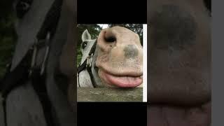 horse
