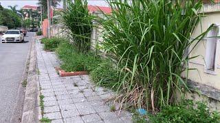 The grass on the sidewalk grows more than 2 meters high. I clean with simple tools - Part 2