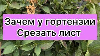 Можно ли гортензию убрать в подвал с листом  ?ссылка на телеграмм канал в описании