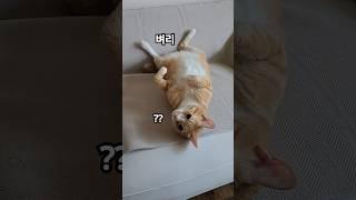 맨날 누워가꼬 머더냥? ㅋㅋ #고양이 #반려동물 #cat