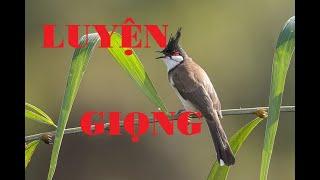 Luyện Giọng Chào Mào Hót Đấu - Kích Chào Mào Căng Lửa #chaomaohotdau