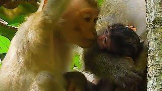 Monkey & primates, Chery Kiss Sweet Loves Newborn, Nat Geo Wild, Baby Monkey Wild, BBC Earth Monkey