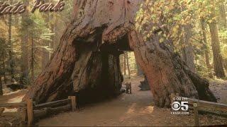 Storm Topples Iconic Giant Sequoia 'Tunnel' Tree In Calaveras Park