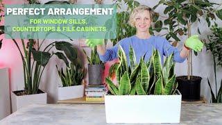 Sansevieria Arrangement - Perfect For Windowsills, Countertops & File Cabinets