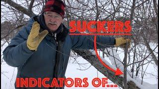 PRUNING an APPLE TREE??? SUCKERS (water sprouts) ARE INDICATORS OF...