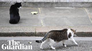 Larry the cat’s testy relationship with other animals