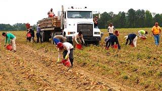 Mass Harvesting And Processing Of Agricultural Products In 2023 - Farming Documentary